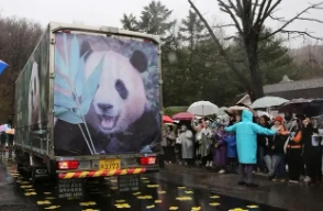 大熊猫福宝回国上热搜！韩国粉丝挥泪告别
